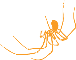 Tasmanian Cave Spider – Hickmania troglodytes
