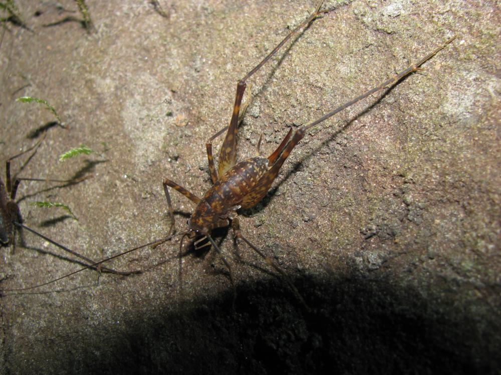 Photo of Australian Cave Cricket (Rhaphidophoridae)