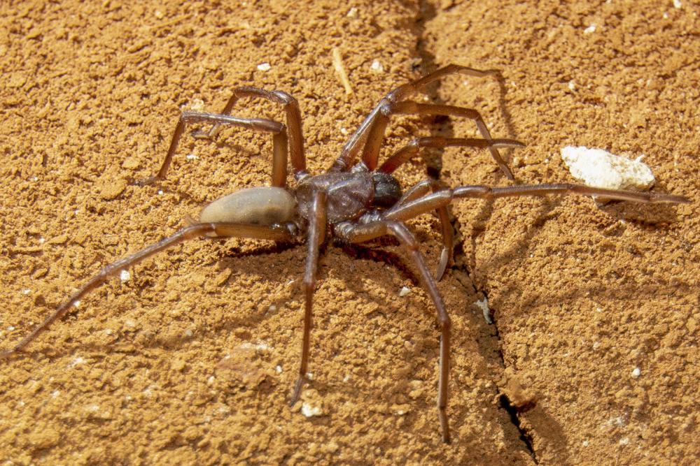 Nullarbor Blind Cave Spider