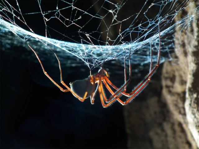 Tasmanian Cave Spider