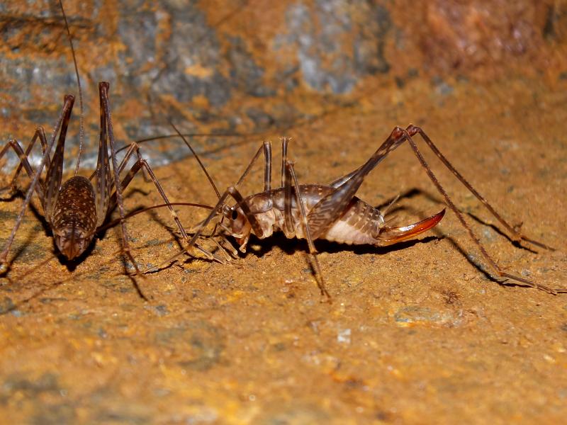 Australian Cave Crickets Australian Cave Animal Of The Year   00616 6286 Female Weta Micropathus Tasmaniensis Old Pelion Hut Copper Mine Tasmania Photo Garry K 