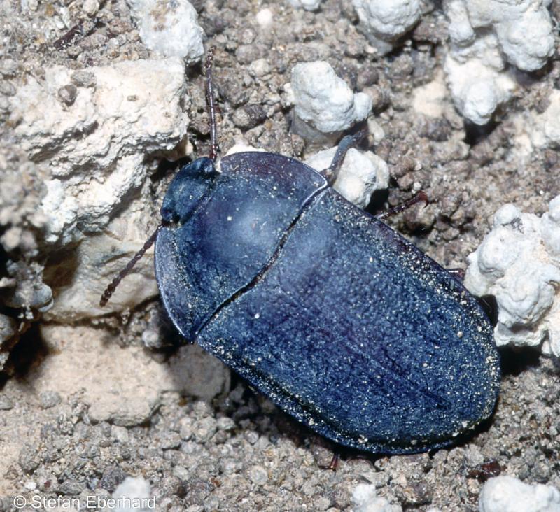 Cave Beetle Australian Cave Animal Of The Year   Stefaneberhardcopyright Nsw 