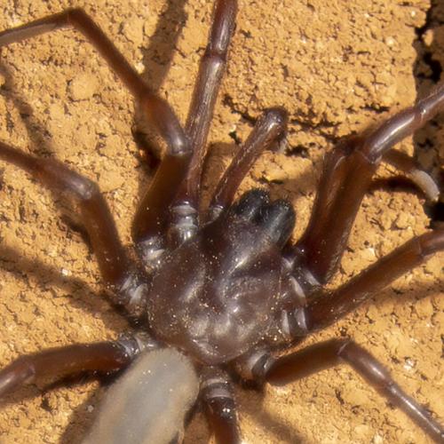 Nullarbor Blind Cave Spider