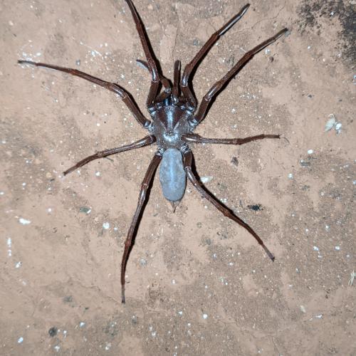 Nullarbor Blind Cave Spider