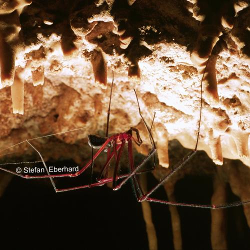 Tasmanian Cave Spider
