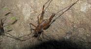 Photo of Australian Cave Cricket (Rhaphidophoridae)